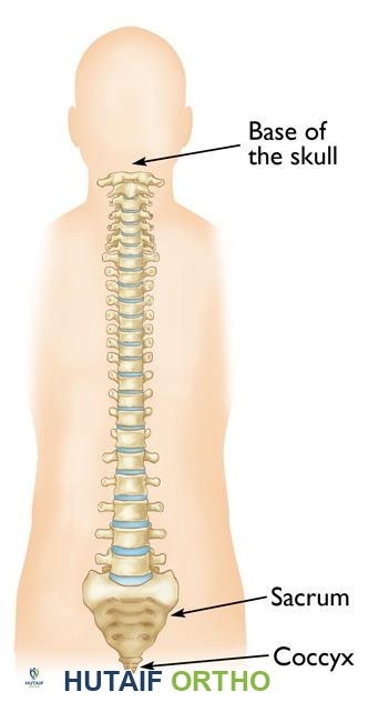 المواقع الشائعة للأورام الحبلية